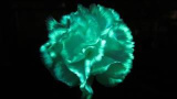 Tips: Demonstera växtens ledningsvävnad med självlysande växter