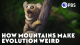 Bergs märkliga effekt på evolution
