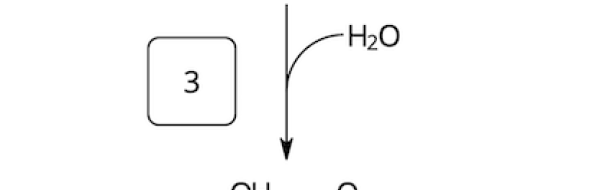 β-oxidation