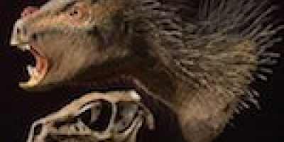 Vad får man om man korsar en vampyr, en fågel och ett piggsvin?