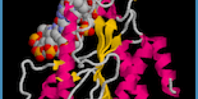 Diagnostiskt prov i Bioteknik 2003-04-07: DNA-molekylens syntes och funktion
