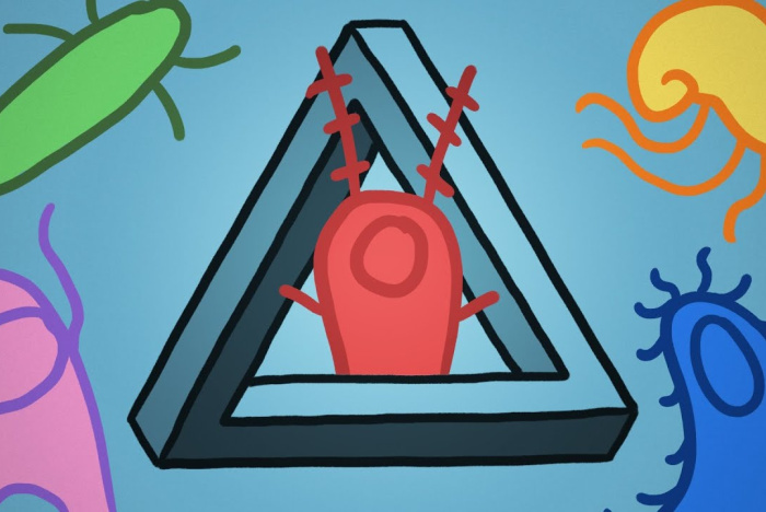 Plankton: Varför finns det så många olika arter?