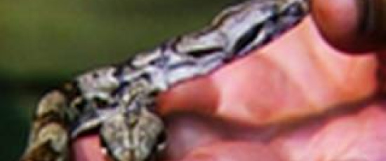 En tvåhövdad boa constrictor