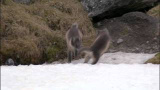 En nyårshälsning från BBC Earth