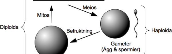 Förökningssätt & generationsväxling