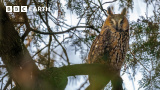 Att fotografera Europas vackra fåglar