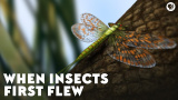 När insekter först flög