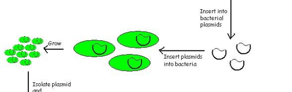 DNA-bibliotek