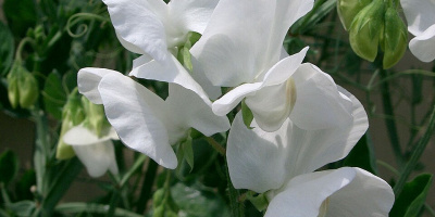 Monohybrid klyvning