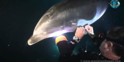 Flasknosdelfin finner räddaren i nöden