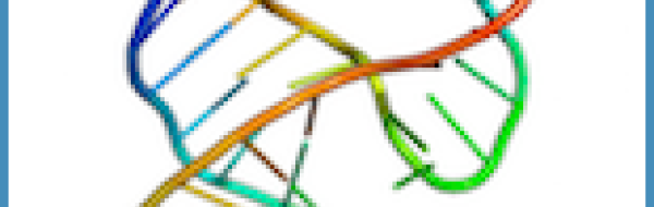 Nyckelbegrepp: RNA-molekylens struktur och funktion 