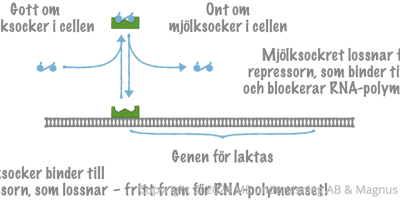 Hur proteinsyntesen regleras
