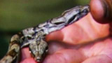 En tvåhövdad boa constrictor