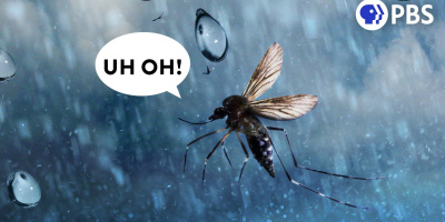 Hur kan insekter flyga i regn?