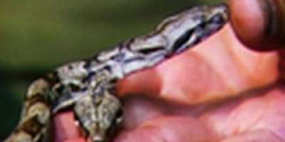 En tvåhövdad boa constrictor