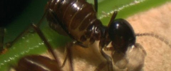 Den här växten slukar 6000 insekter per timme