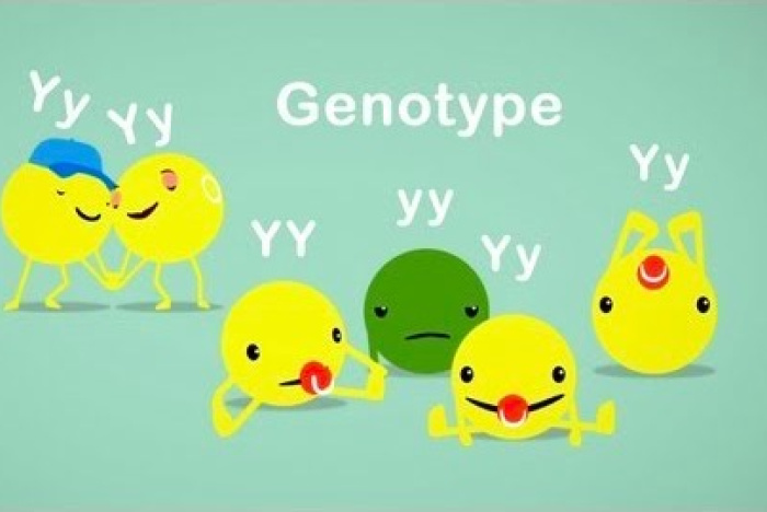 Hur Mendels ärtor hjälpte oss att förstå genetiken