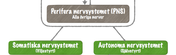 Nervsystemets funktionella indelning