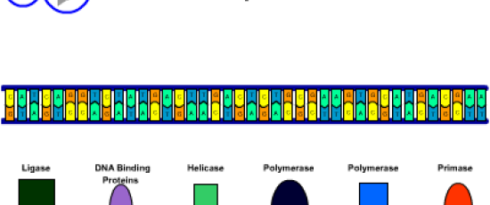 Hur DNA replikeras (kopieras) 2