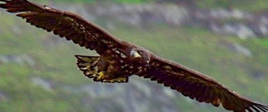 Örnungens första flygtur