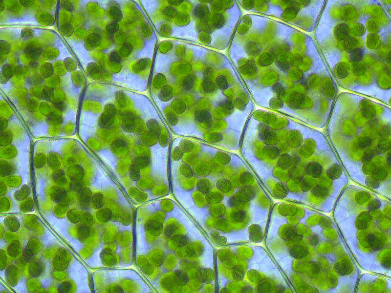 cell&shy;bio&shy;lo&shy;gi