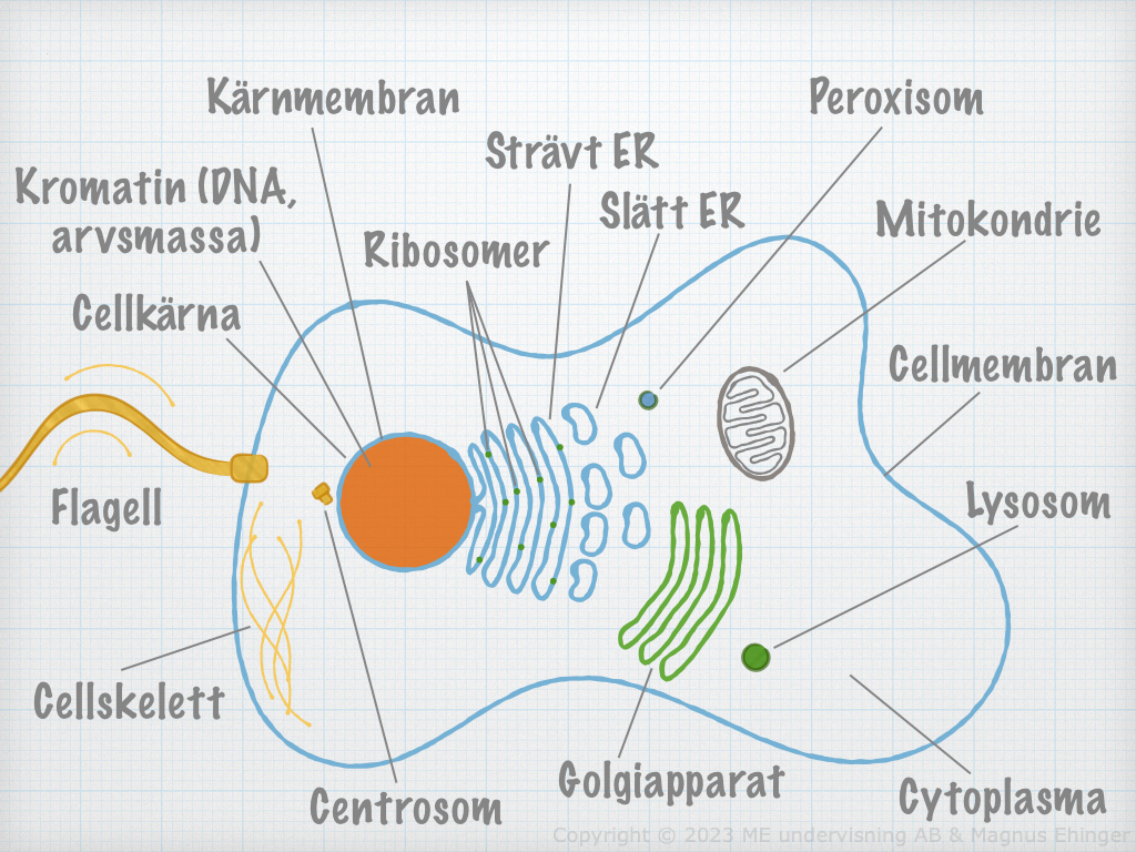 cell&shy;bio&shy;lo&shy;gi