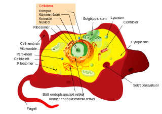 Cellens byggnad