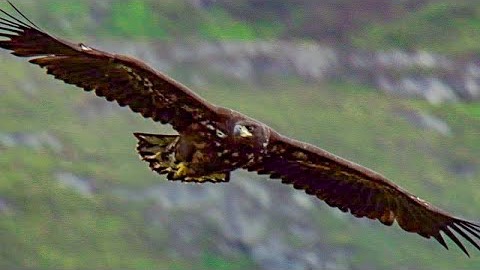 Örnungens första flygtur