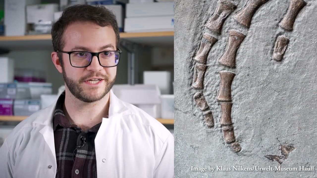 Mjukvävnad från 183 miljoner år gammal Plesiosaurus analyseras