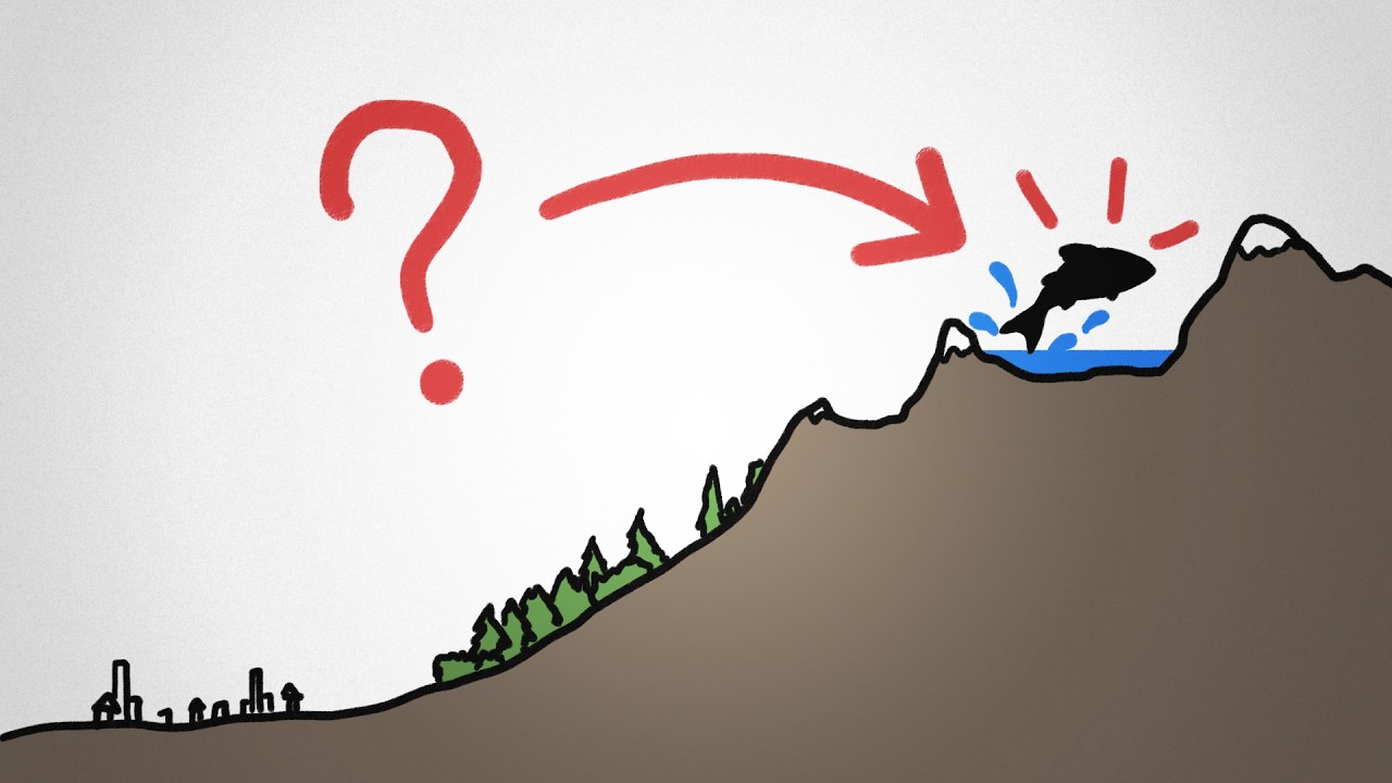 Hur hamnar fiskar i bergsjöar?