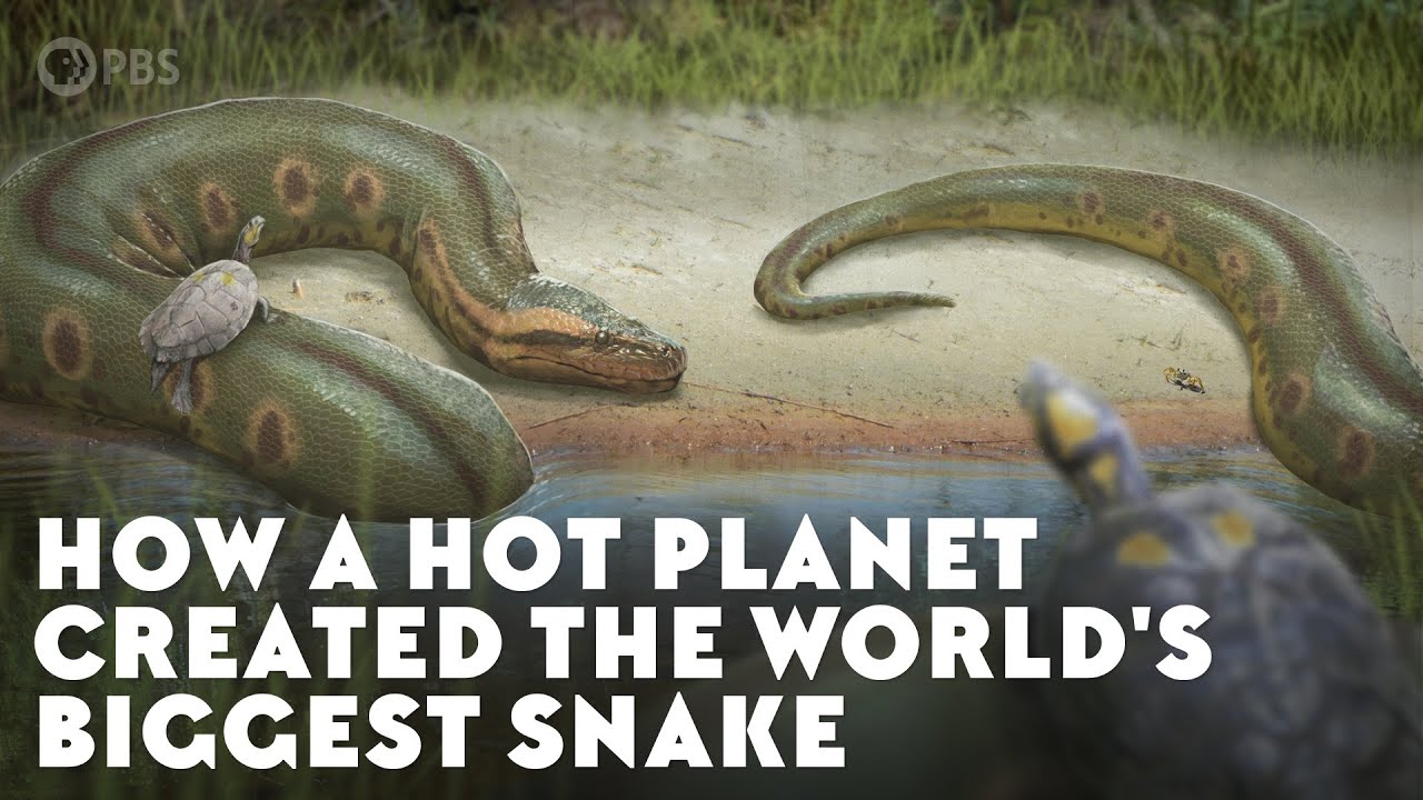Hur en het planet skapade världens största orm