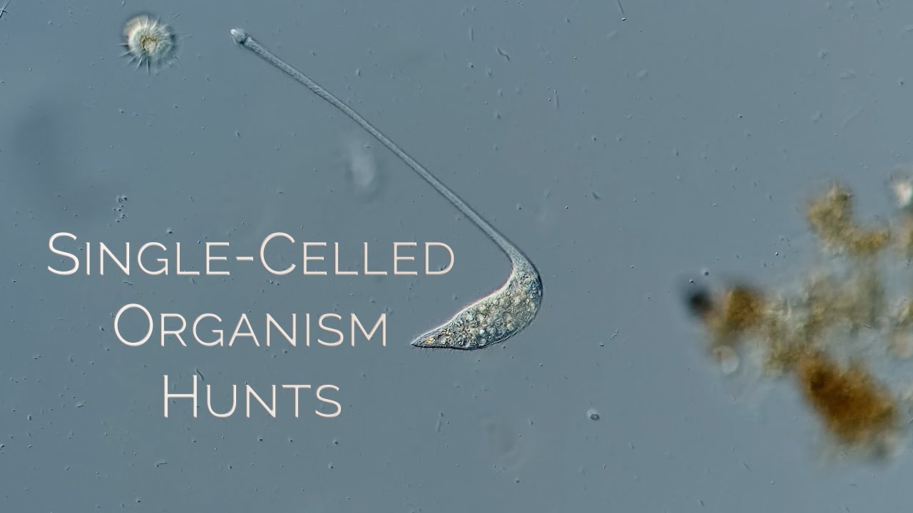 Encellig Lacrymaria olor jagar en annan cell