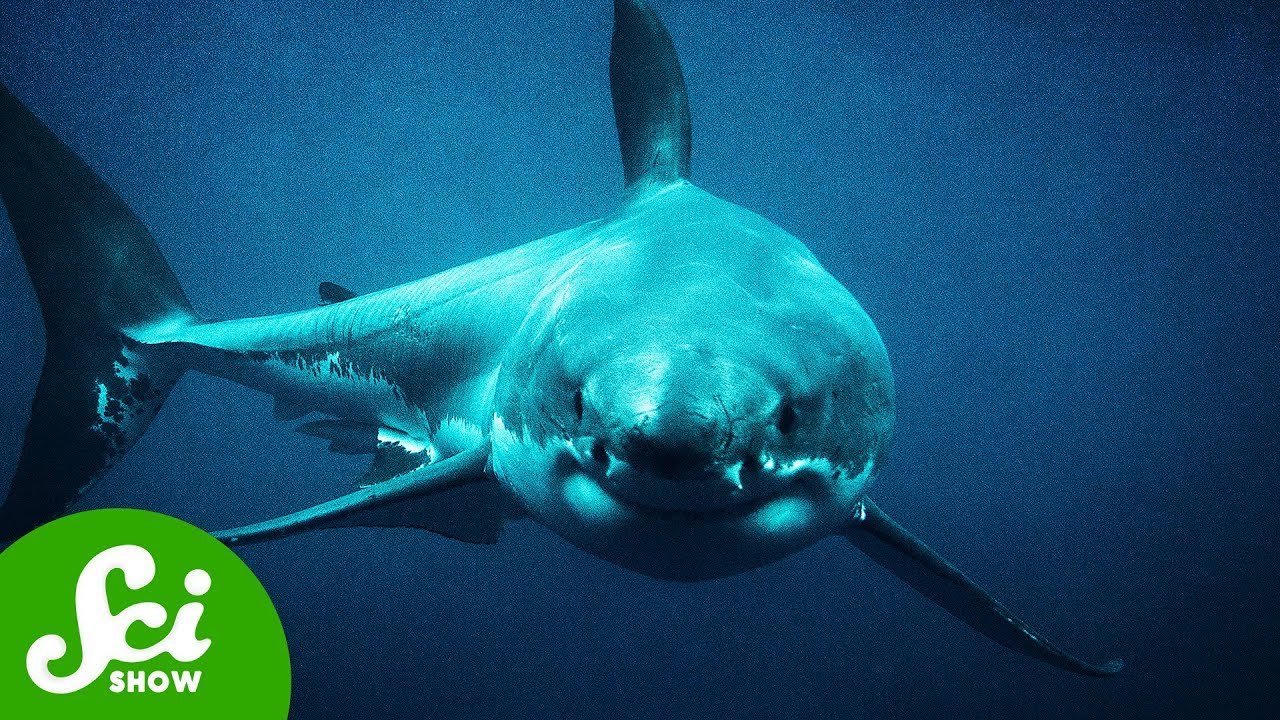 Varför Megalodon blev så "Mega"