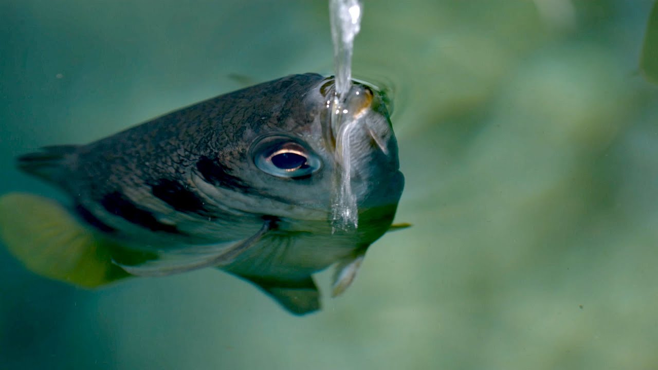Fisken med otrolig skottprecision