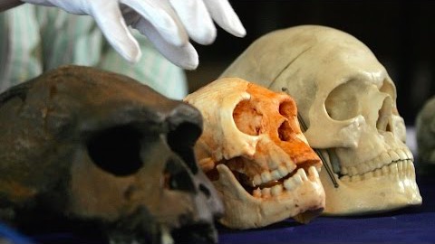 Homo floresiensis
