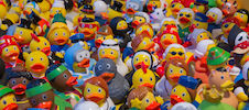 Ducks ducks ducks Aachen Germany