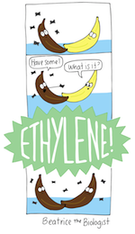 Ethylene-01