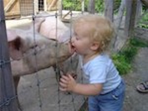 swine-flu