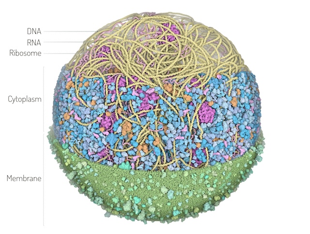 Modell av en Mycoplasma genitalium-cell. Mycoplasma genitalium lever i människans urinrör, och orsakar en könssjukdom som är ungefär lika vanlig som klamydia. En ganska nyligen påkommen idé är att ta bort <em>M. genitaliums</em> gener en efter en för att se vilket är det minsta antal gener en levande organism kräver. På så vis skulle vi kunna ta reda på vilka som är de minsta möjliga förutsättningarna för liv. 