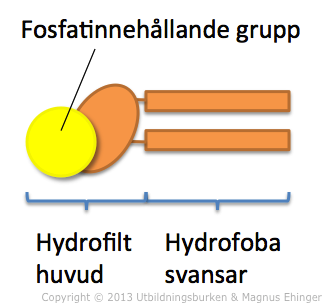 Fosfolipidens uppbyggnad.