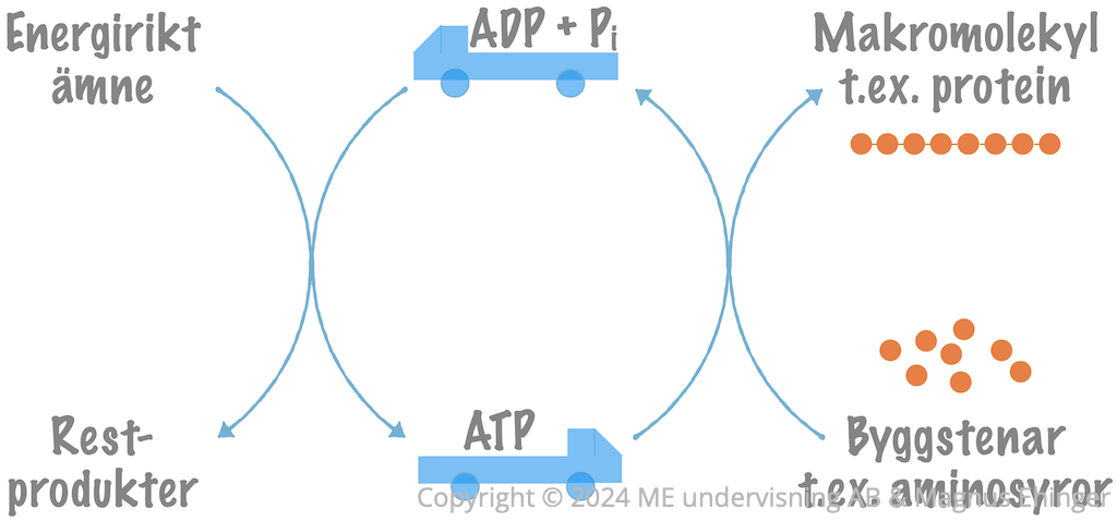 ATP-cykeln.