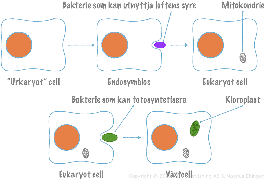 Mitokondrier och kloroplaster bildades genom endosymbios (enligt den så kallade endosymbiontteorin).