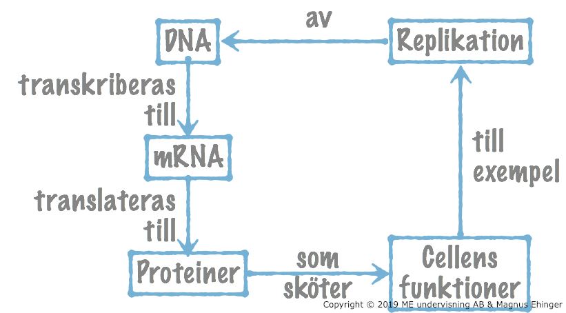 Den molekylärgenetiska dogmen.