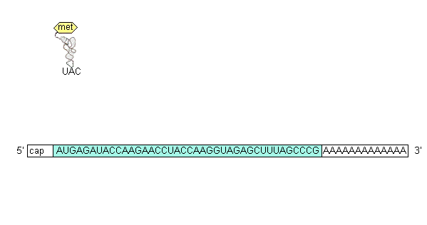 Proteinsyntesen