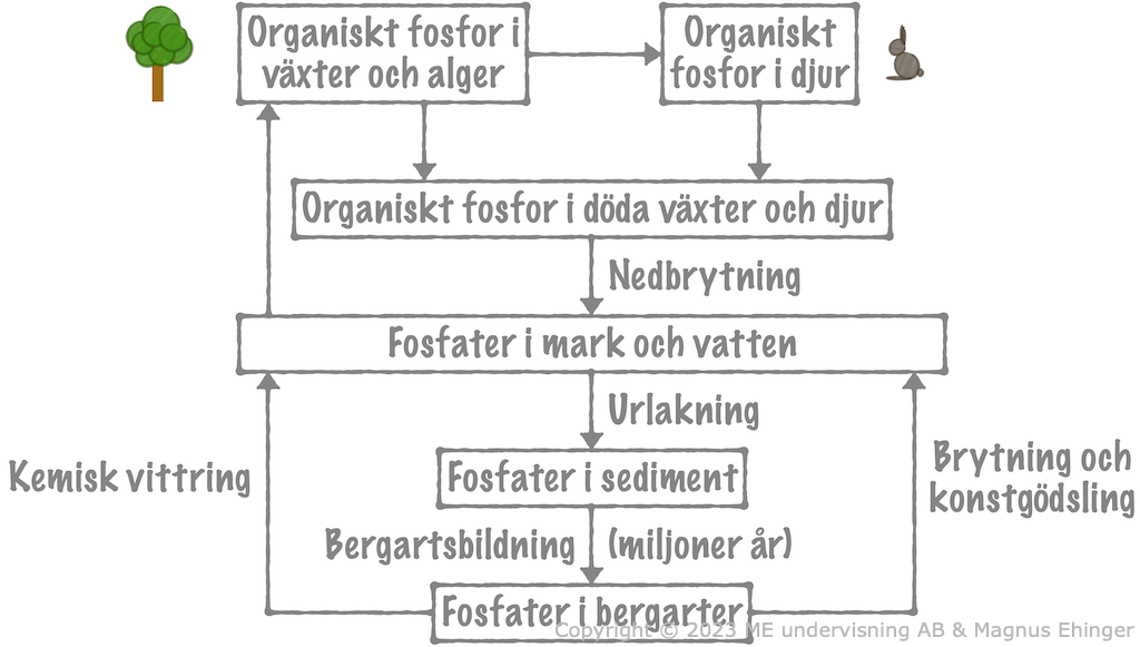 Fosforns kretslopp.