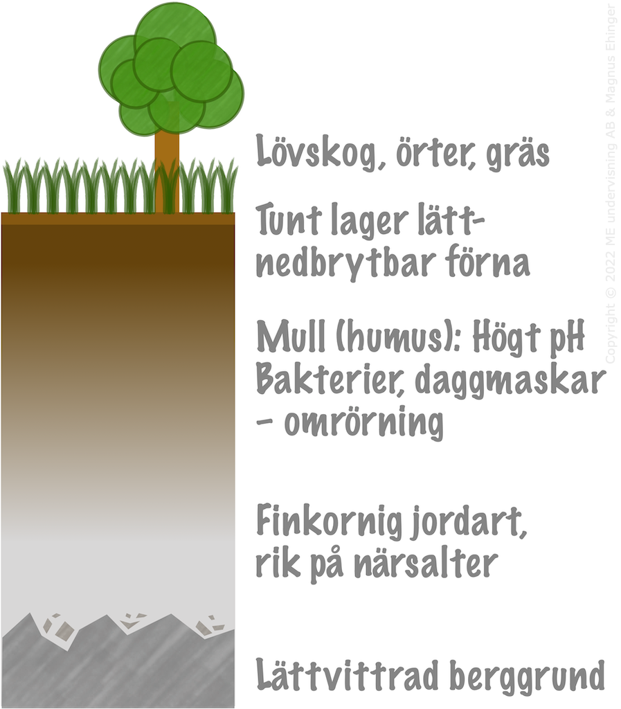 En schematisk brunjordsprofil.