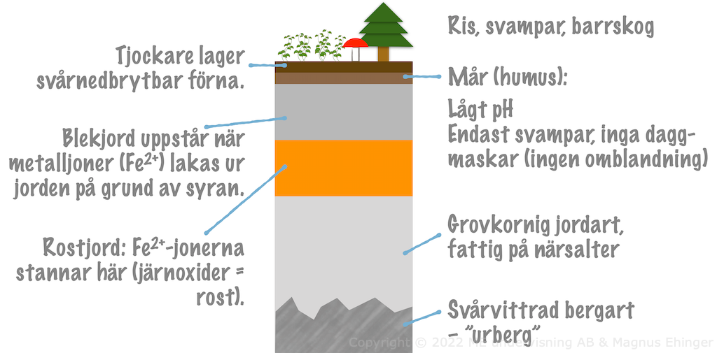 En schematisk podsolprofil.
