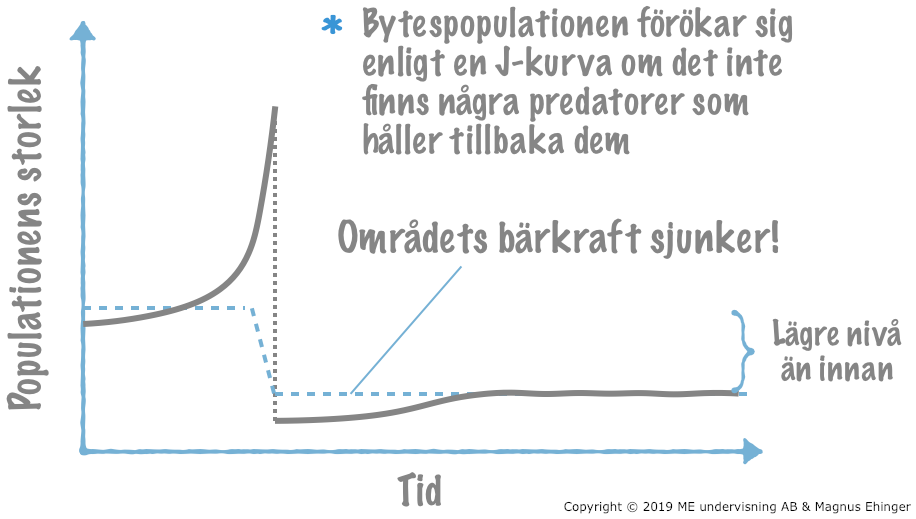 Predation leder till större bytesdjurspopulation.