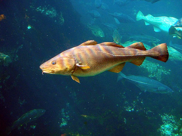 Atlantisk torsk.