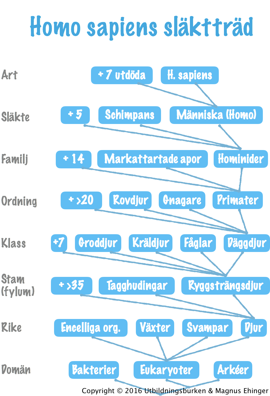 Homo sapiens släkttrad.